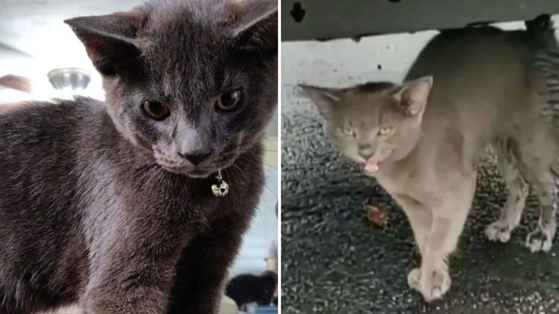 Texas Man Finds Starving Kitten And Promises He’ll Never Be Alone Again