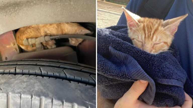 Texas Man Follows Faint Cries From A Bus Engine And Ends Up Finding The Love Of His Life