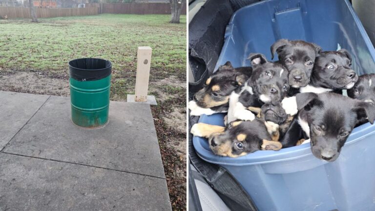 puppies in trash