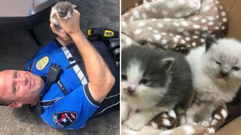 two kittens
