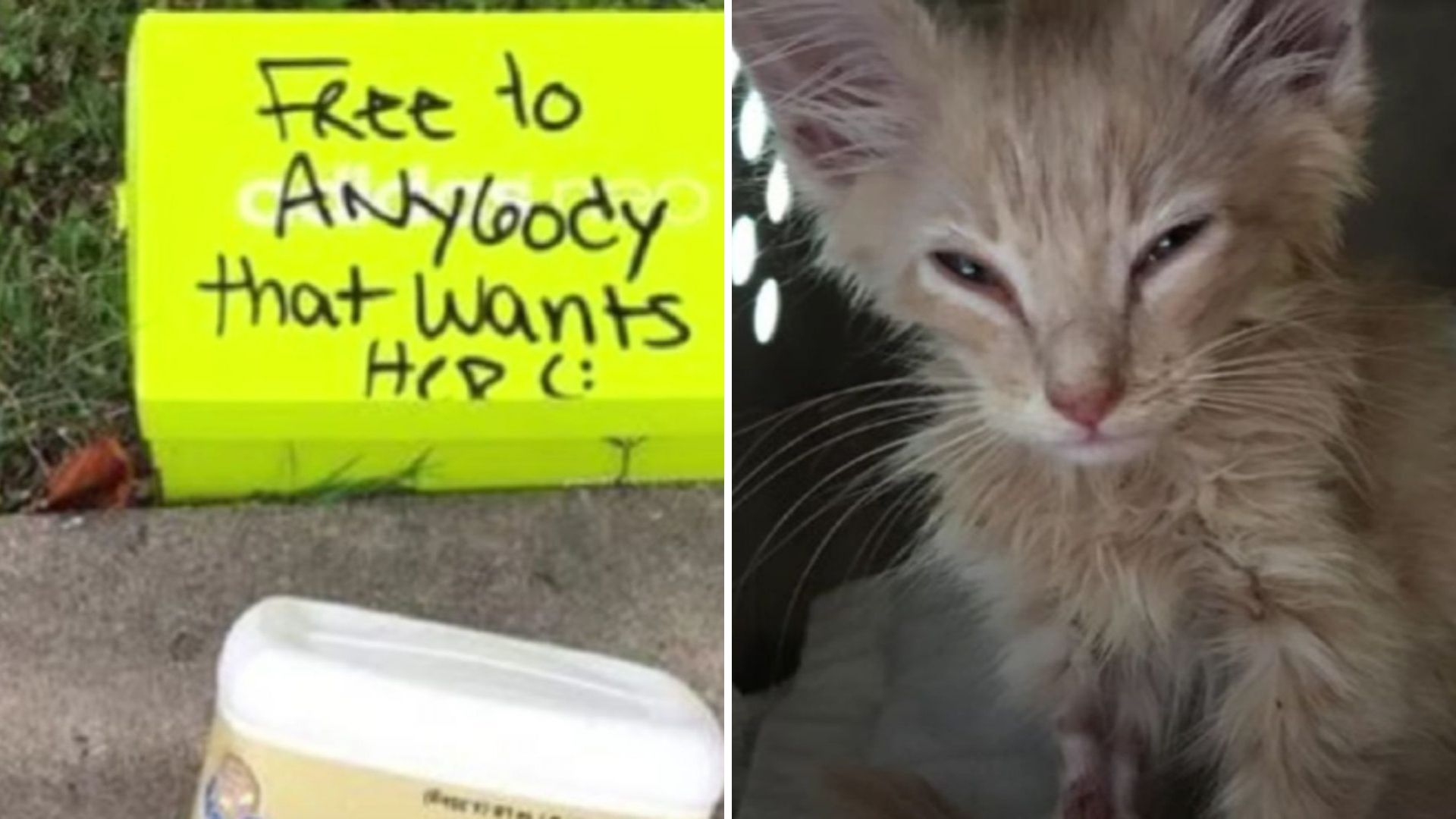 Texas Passerby Opens Box On Curb And Is Stunned By What’s Inside