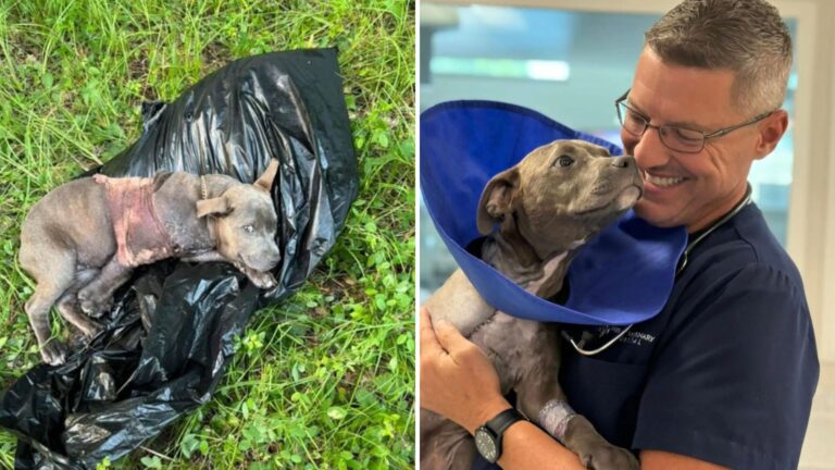 injured pup