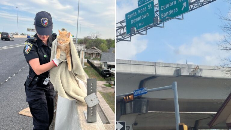 cat stuck on ledge