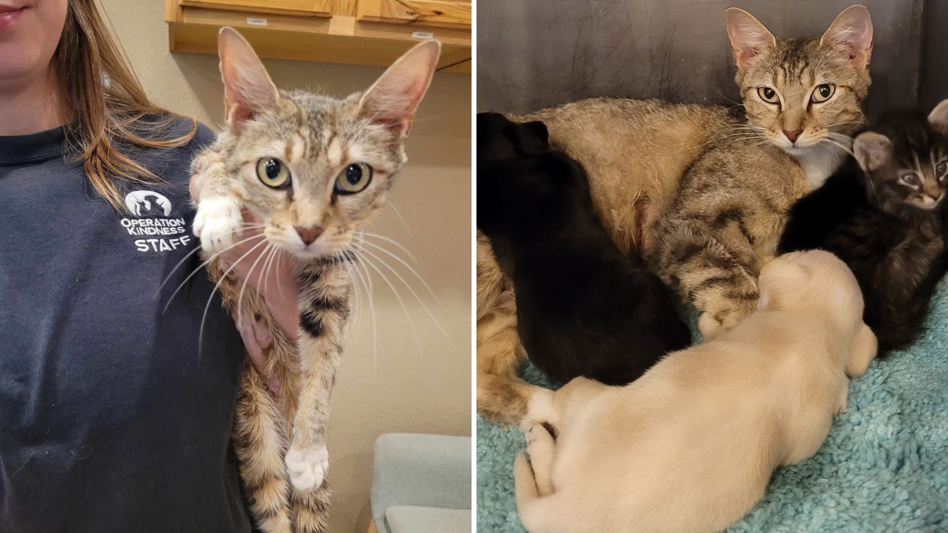 texas cat adopts pups