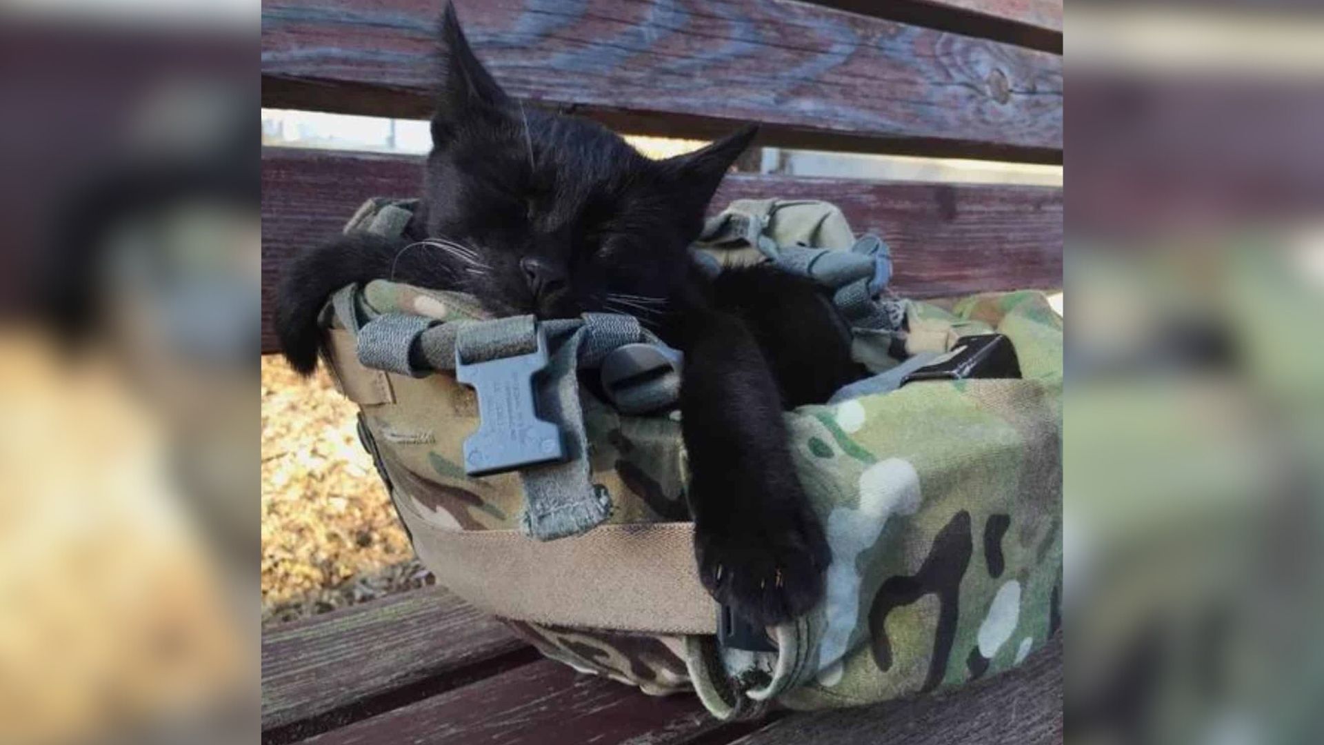 Texas Soldier Discovers Tiny Kitten Seeking Shelter Inside His Helmet