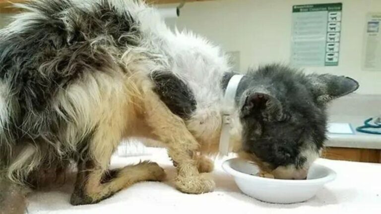 sick cat eating