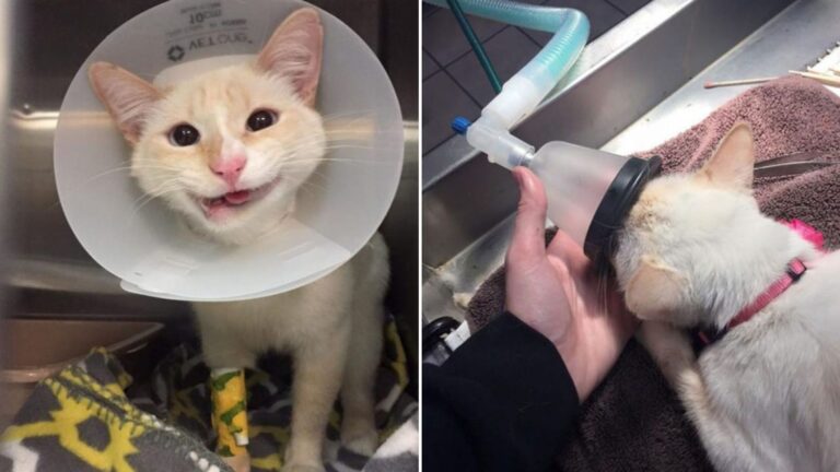 disabled cat