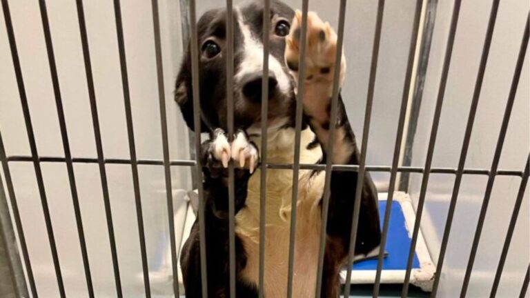 volunteer saves pup from euthanasia
