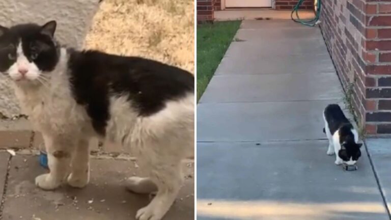 Texas Woman Shocked To See Neighbors Move Out And Leave Their Senior Cat Alone