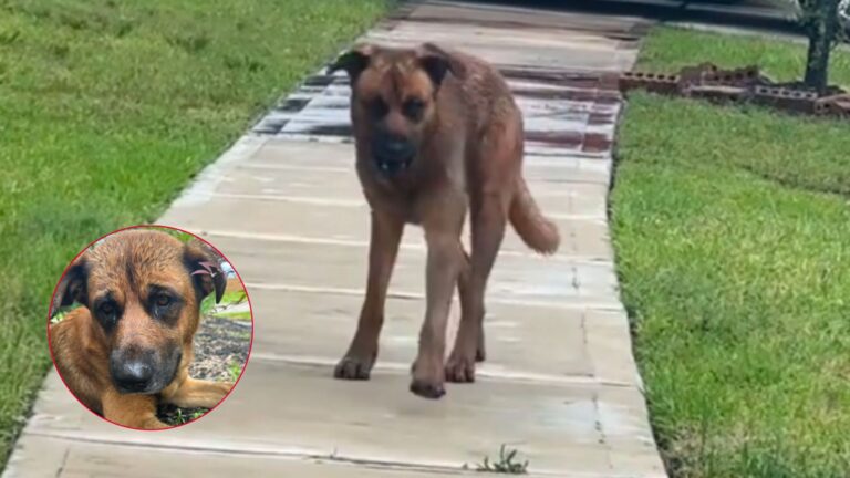 injured dog