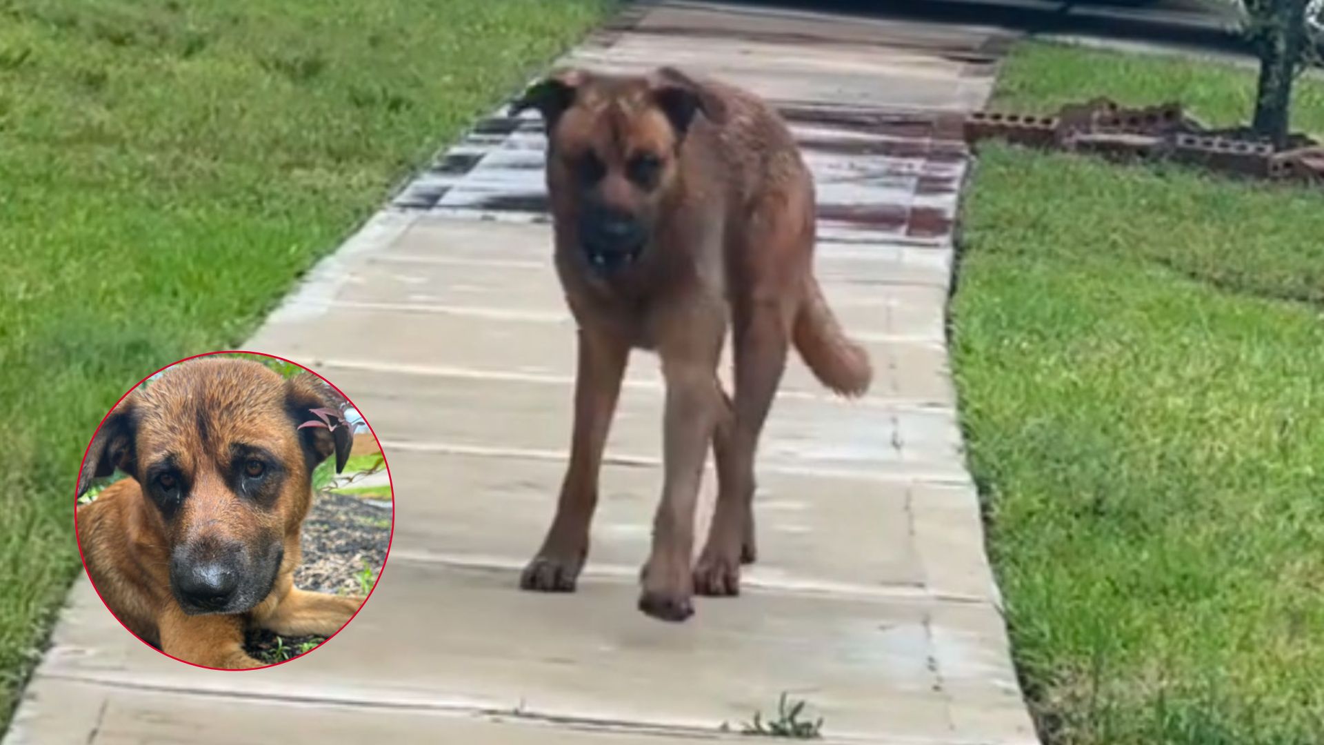 injured dog