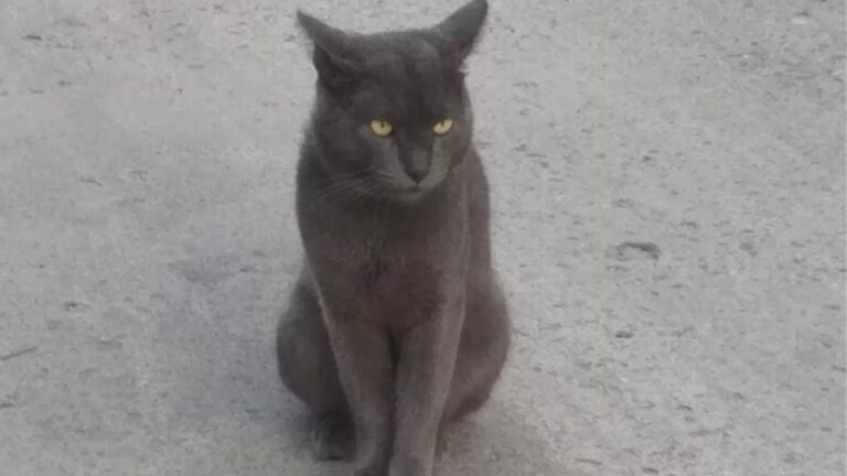 gray cat