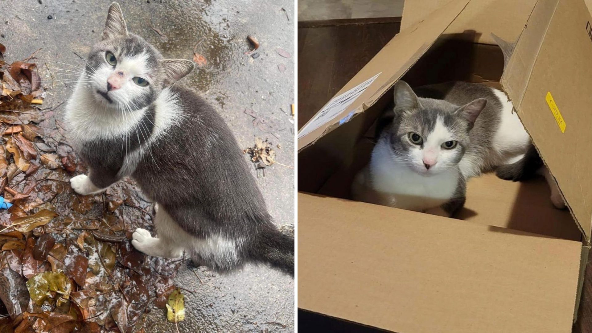 This Abandoned New Jersey Cat Had The Best Idea On How To Secure His New Forever Home