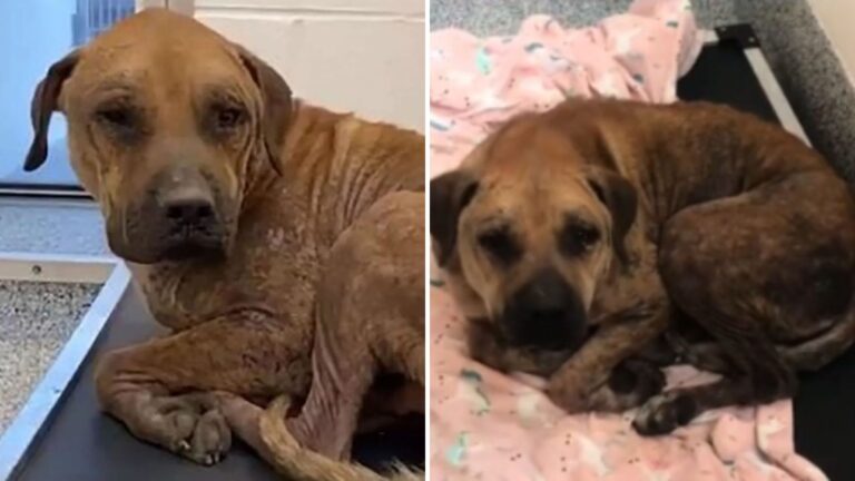 This Abused Dog From Houston Was Rescued Just Minutes Before Euthanasia