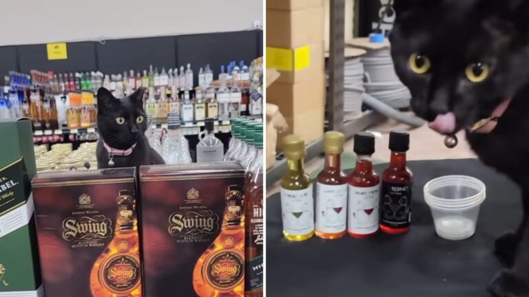 This Black Cat Took Over Oklahoma City Liquor Shop And Stole Everyone’s Hearts