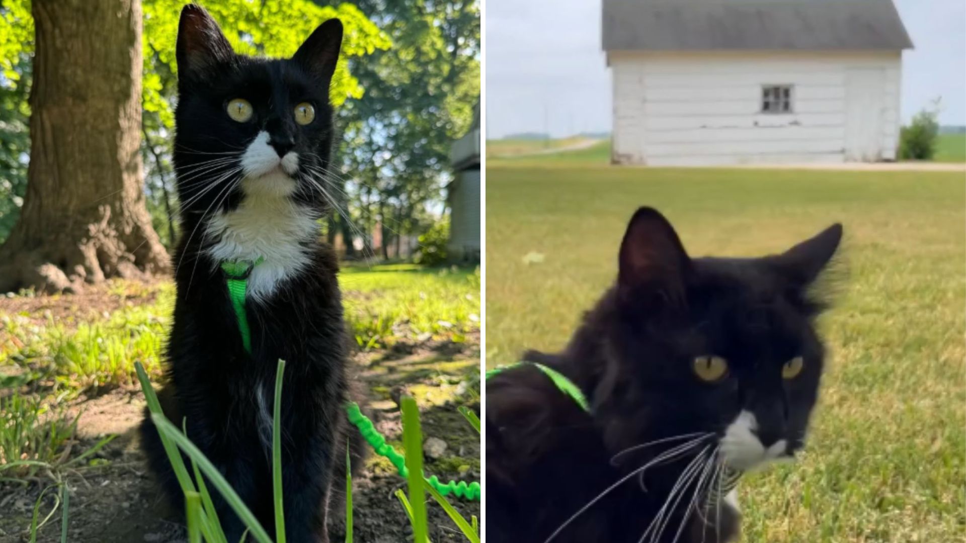 rescued cat