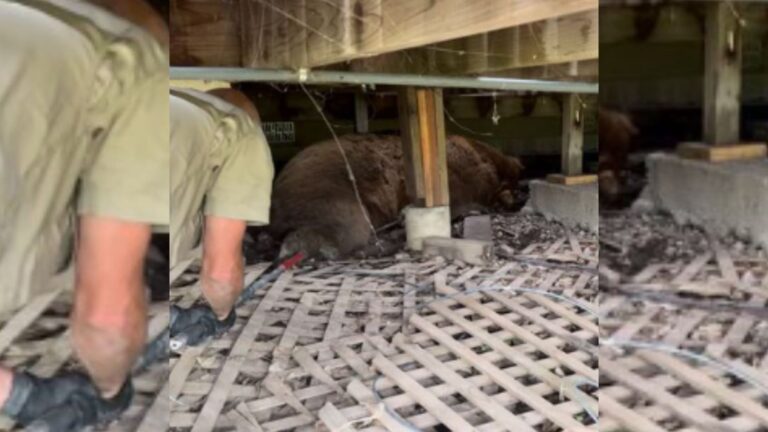 This Family Was Left In Shock After Discovering What Was Living Under Their House In Colorado