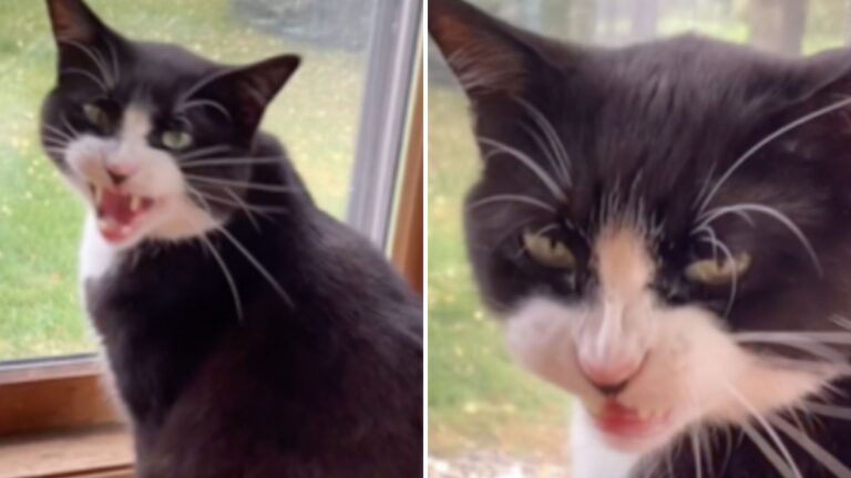 This Funny Cat Won’t Stop Asking Why Breakfast Is Taking So Long