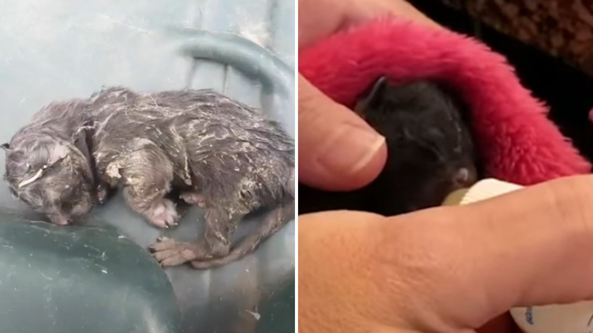 dumped kitten