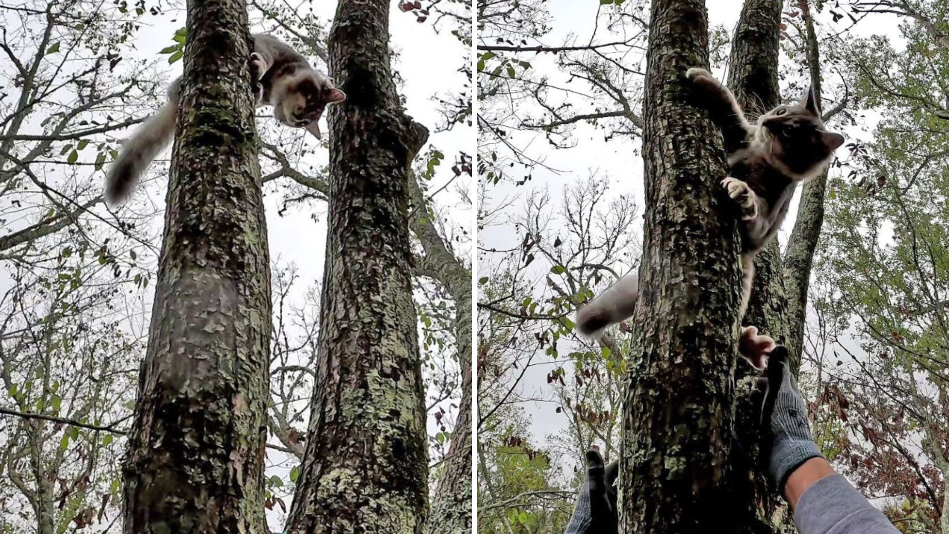 This Louisiana Cat Can’t Resist The Trees But Needs Saving Every Single Time