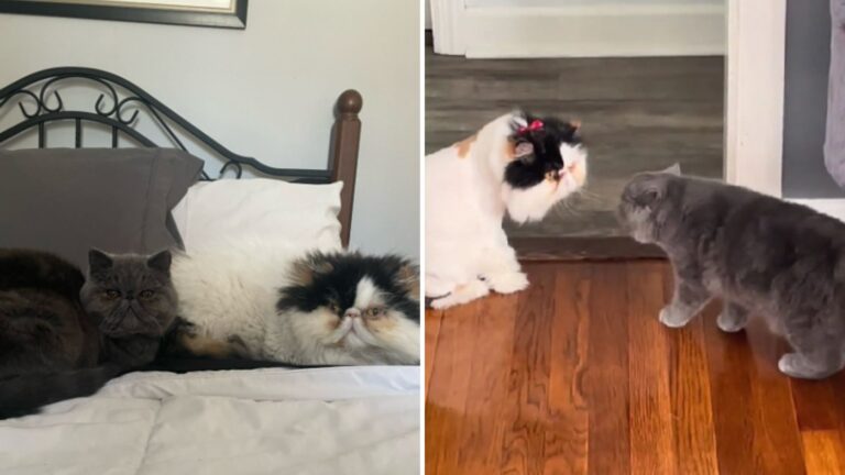 persian cat