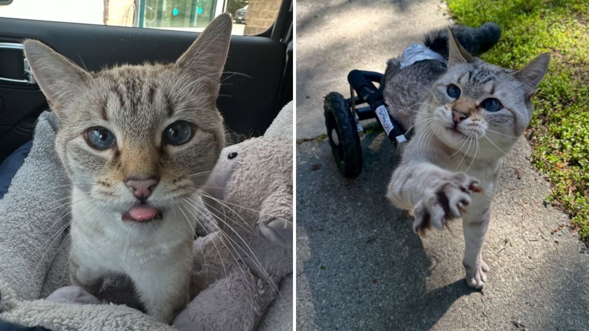 paralyzed cat