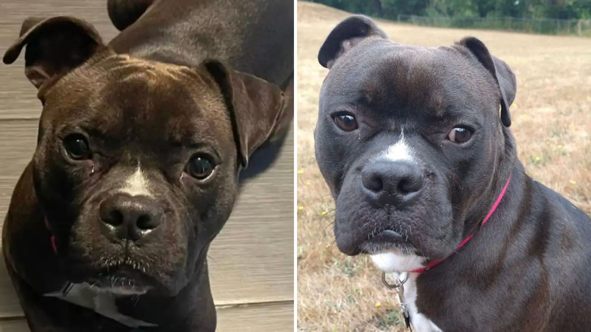 rescue dog