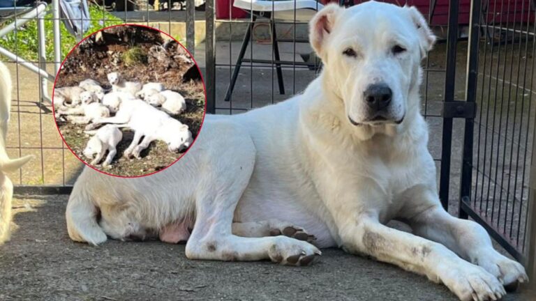 mama dog with puppies tied