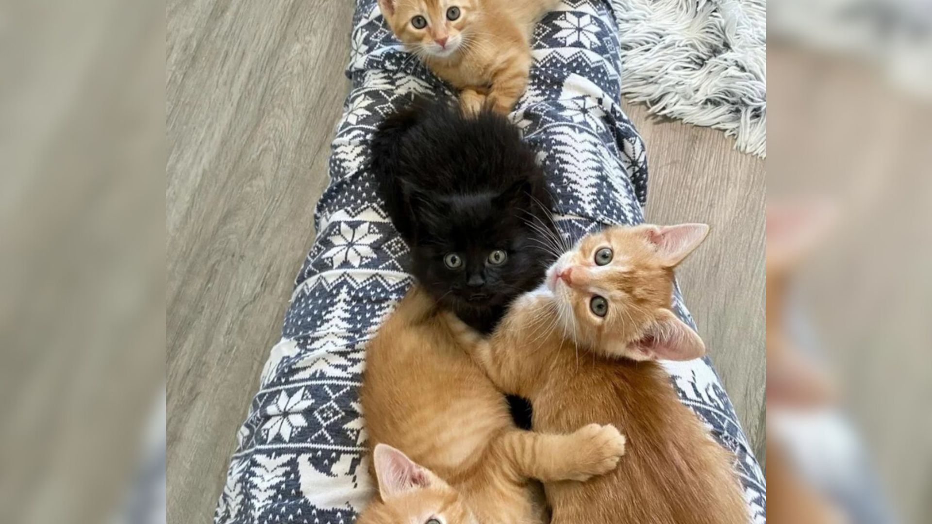 Tiny Black Kitten Rescued From Car Engine Forms Bond With Ginger Kittens In Washington