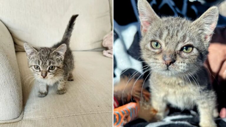 tiny kitten cute