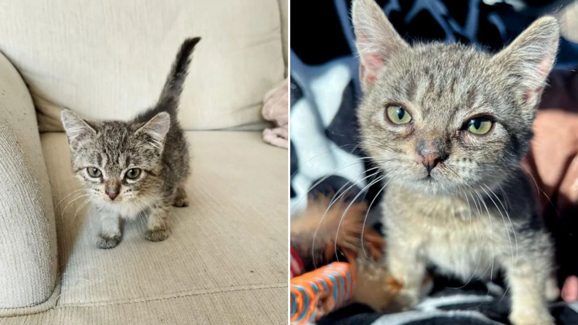 tiny kitten cute