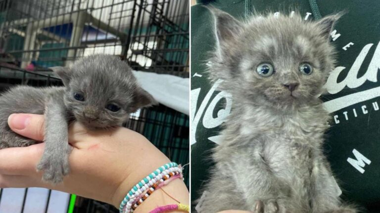 tiny kitten