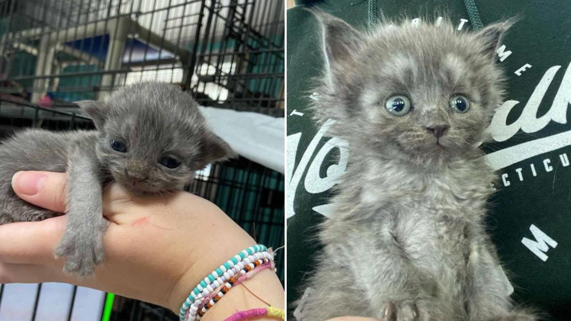 tiny kitten