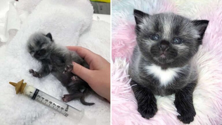 tiny kitten