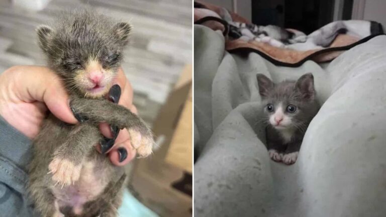 cute tiny kitten