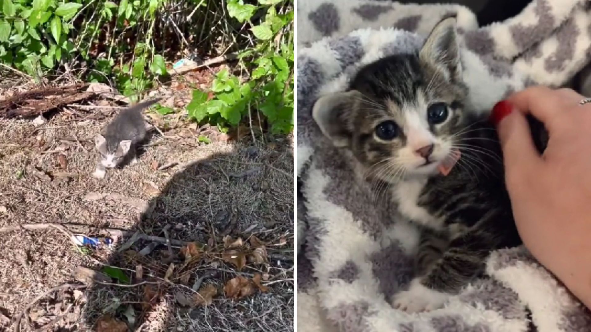 Tiny Kitten Hiding In Bushes In Texas Gets A Second Chance Thanks To A Kind Stranger