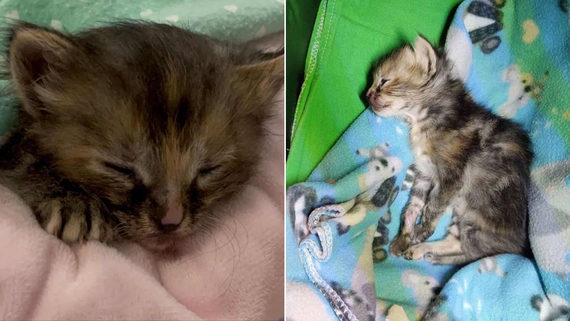 injured kitten