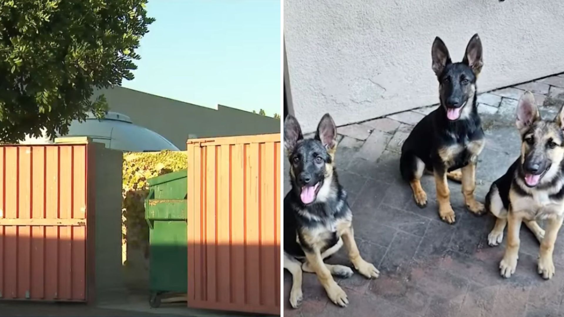 rescued puppies