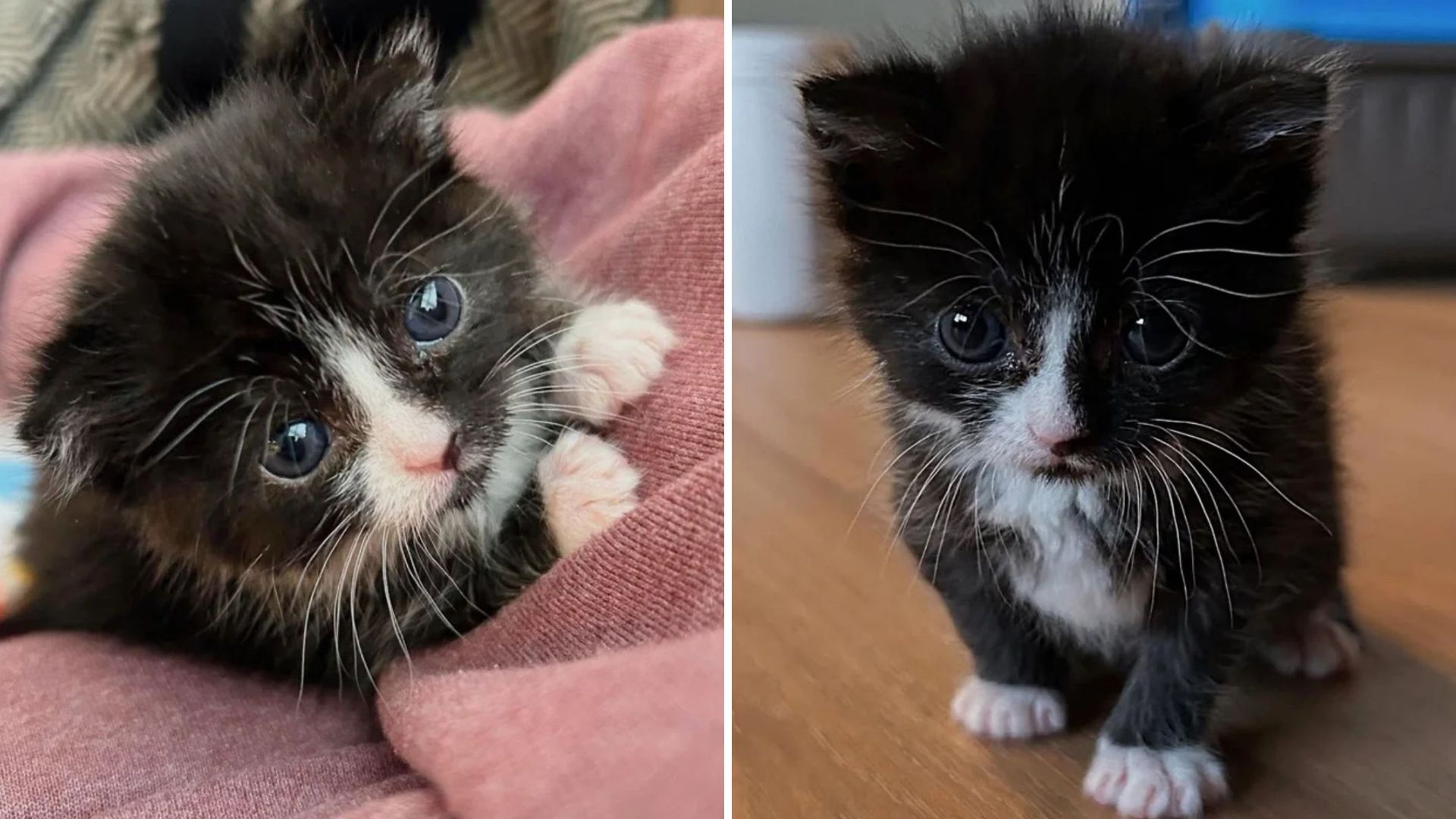 Tiny Two-Week-Old Kitten Left Alone Near Indianapolis Stadium Struggles To Survive