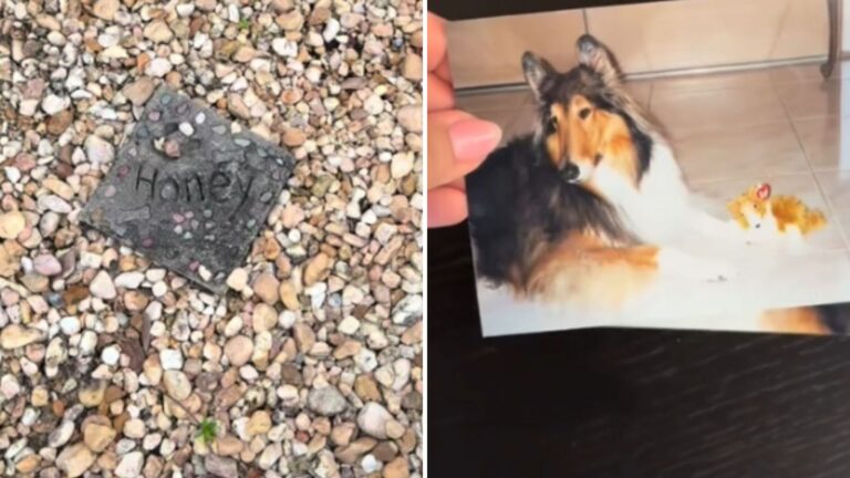 Touching Secret Revealed When Florida Woman Finds A Dog’s Grave On Her Property