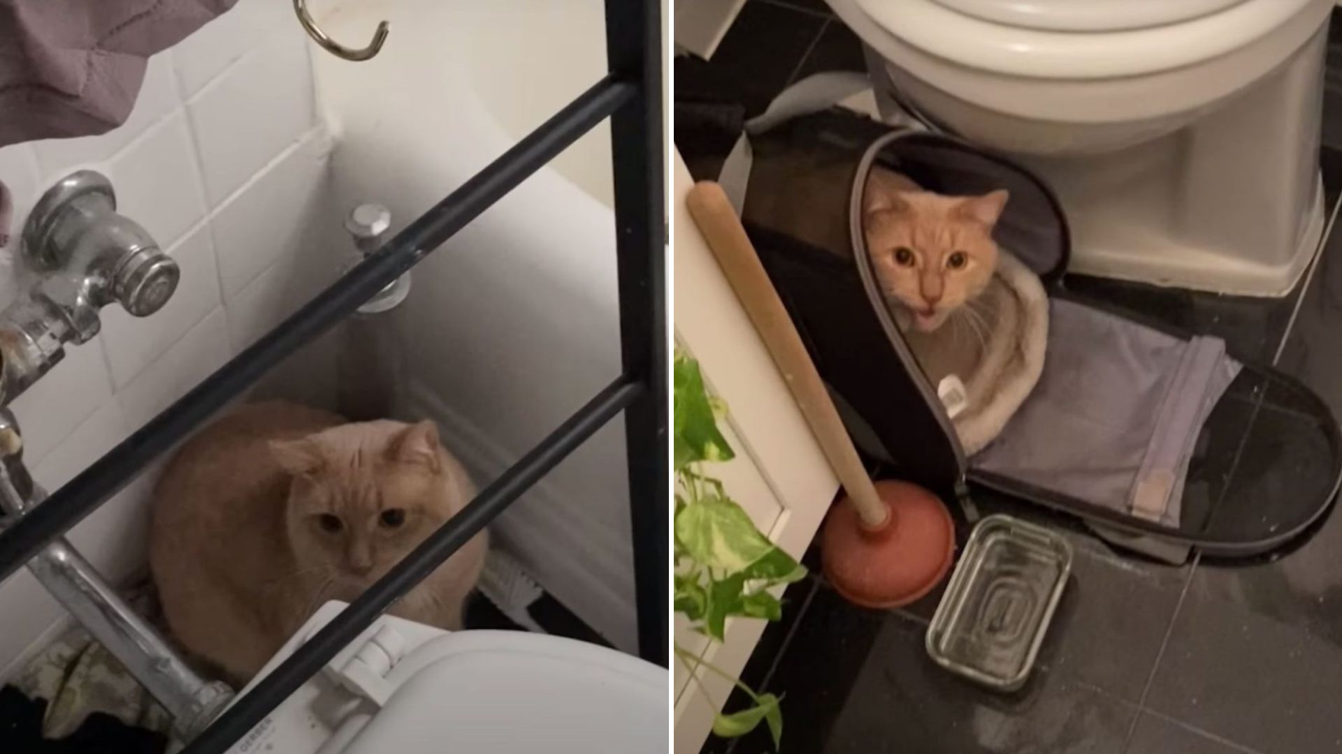 Traumatized Cat Refuses To Leave Bathroom After Being Cruelly Dumped In A Closed New York Store