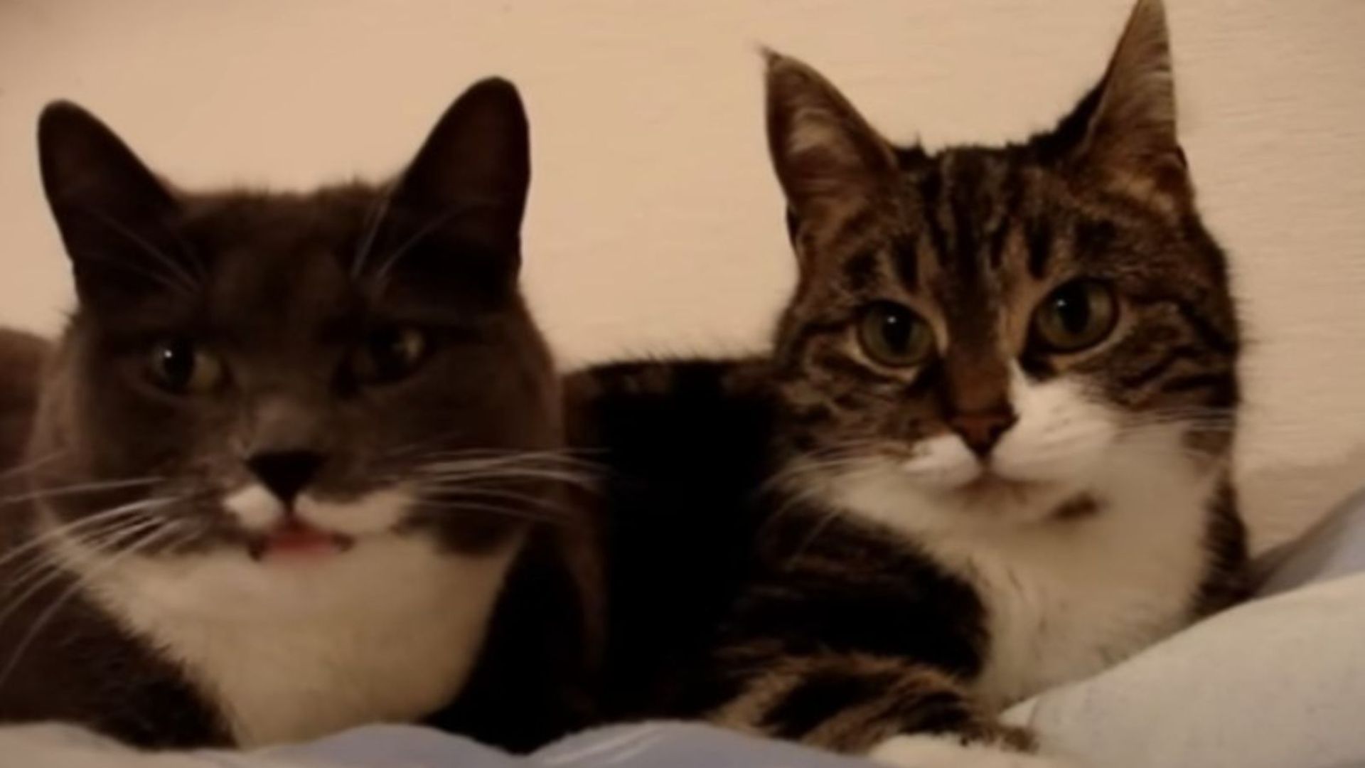 two cats