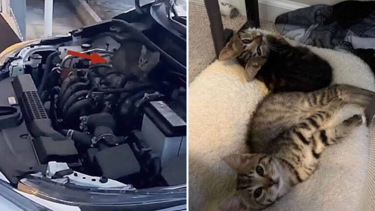 Two Fragile Kittens Found Inside Car Hood Shock New Jersey Driver