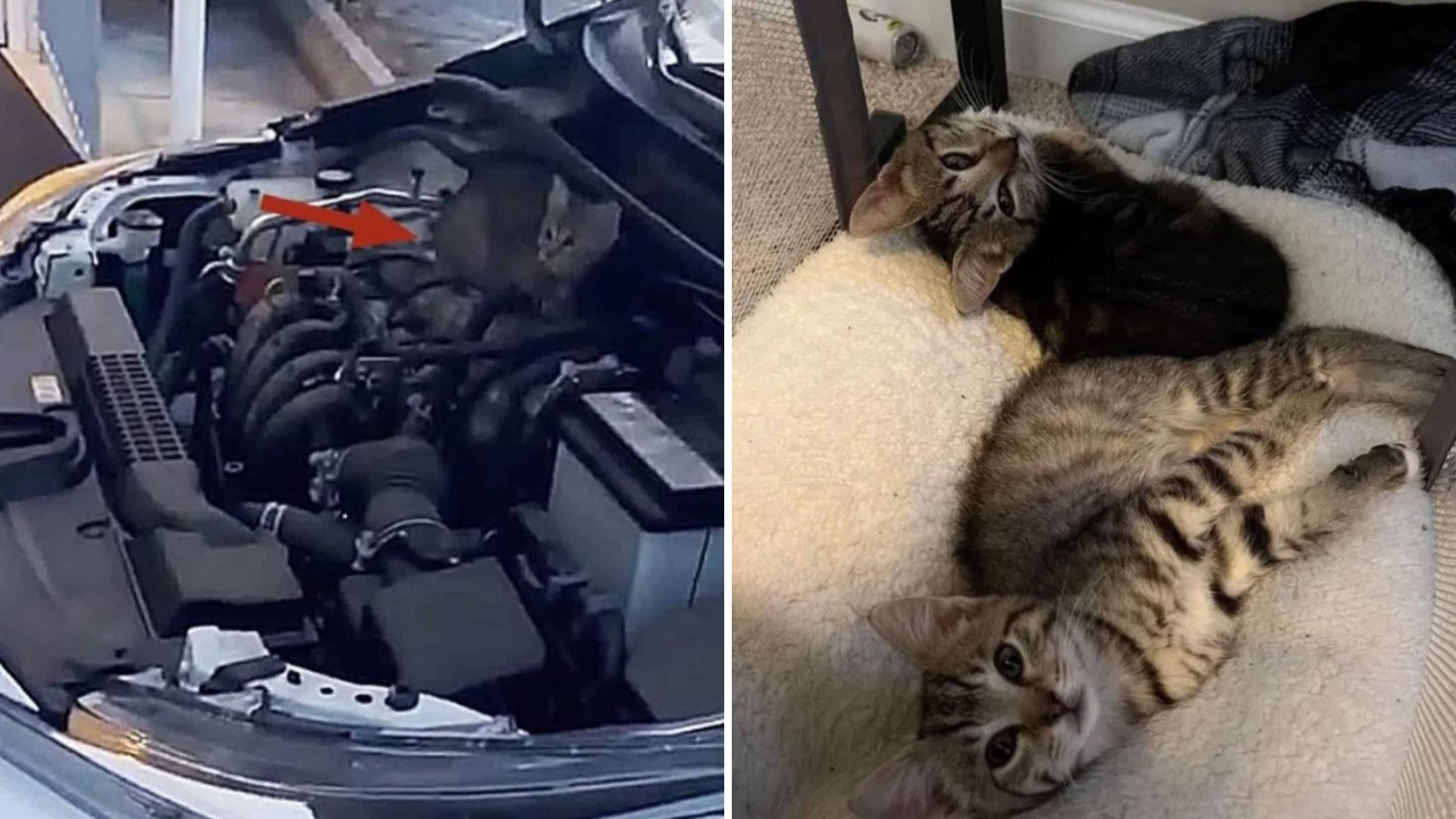 Two Fragile Kittens Found Inside Car Hood Shock New Jersey Driver