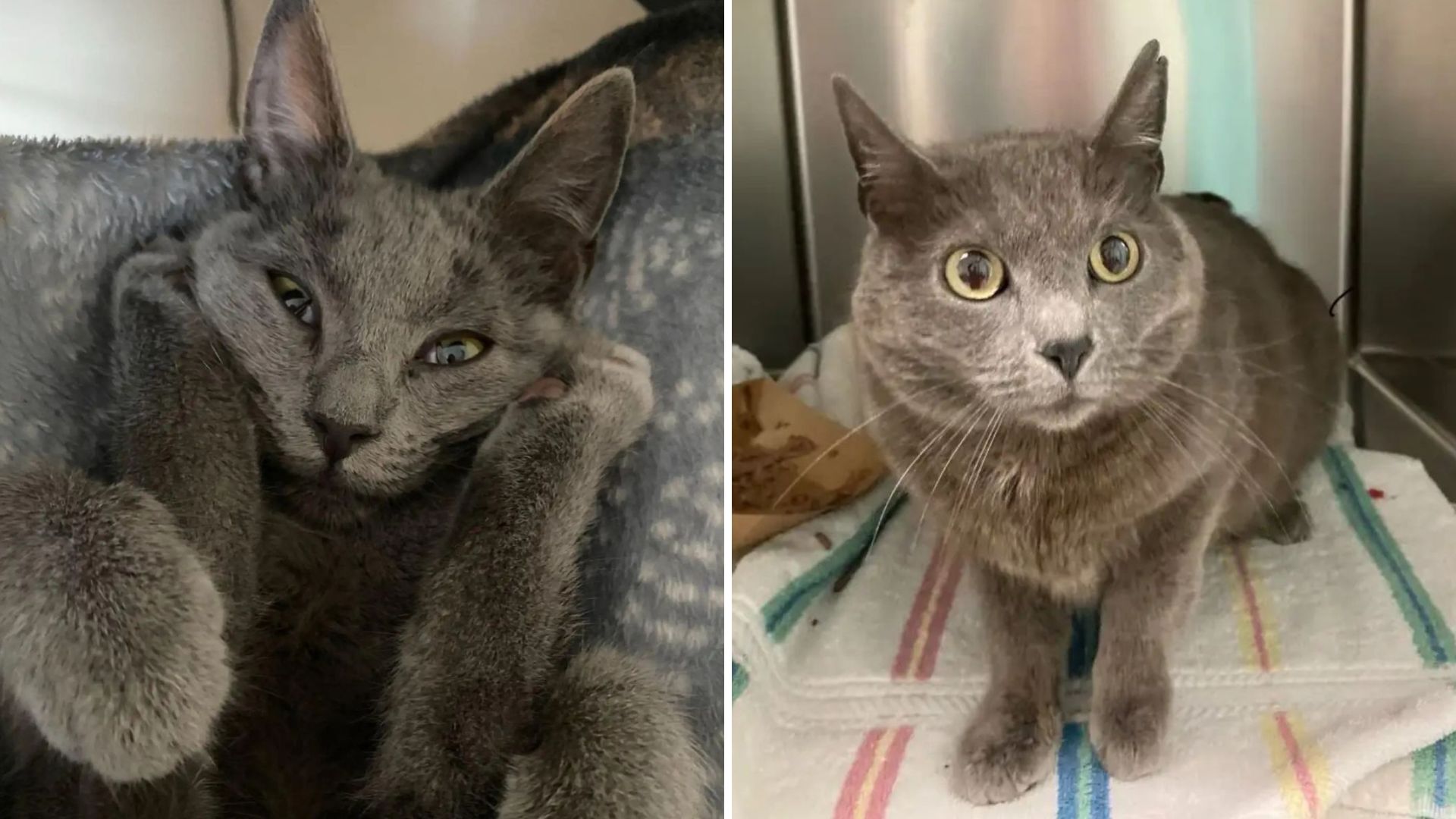 sweet gray cat