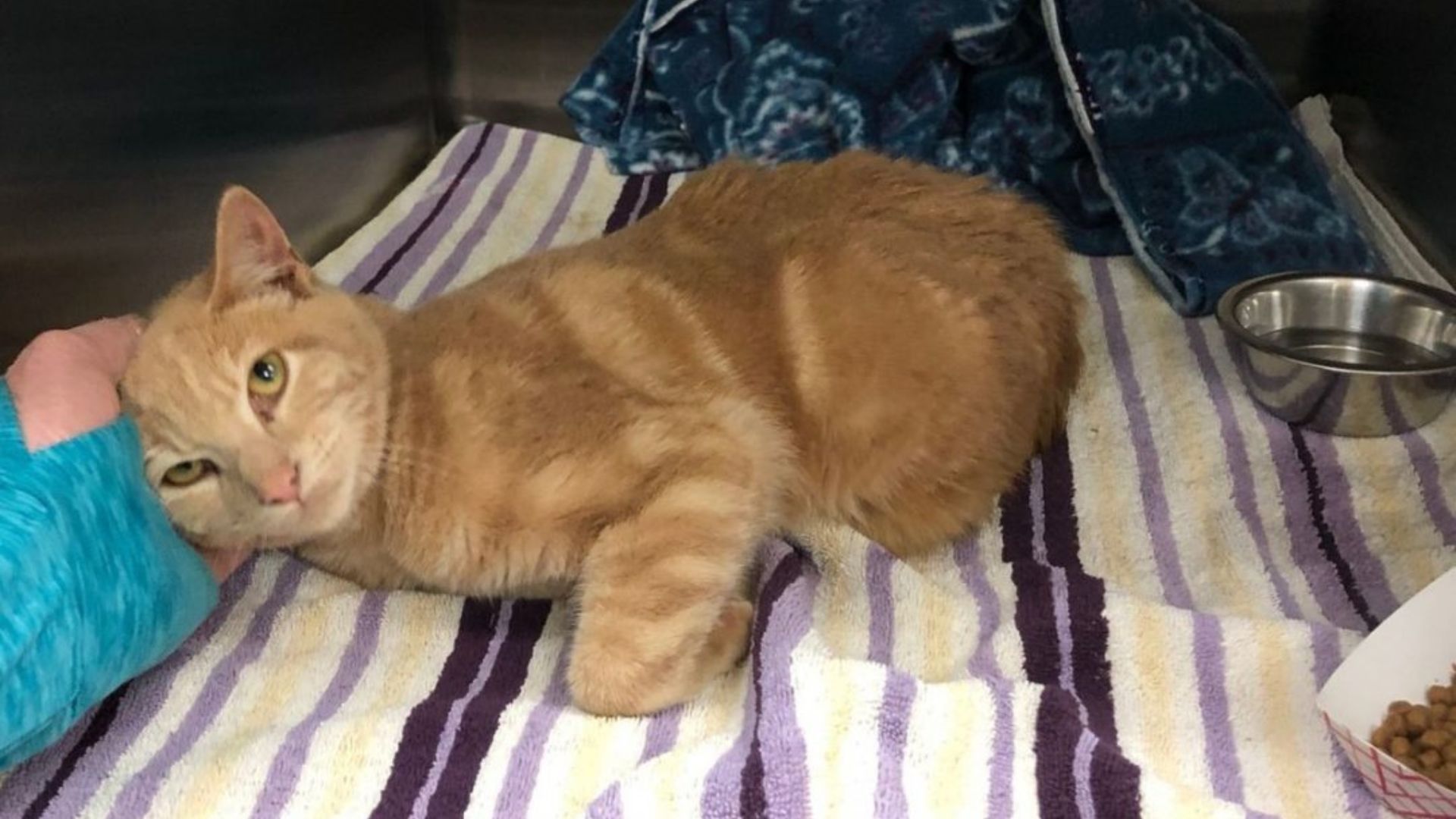 orange cat is lying down