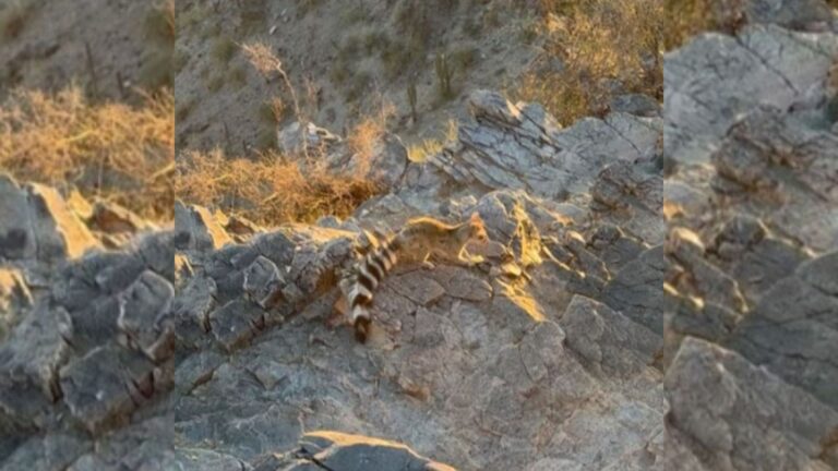 Unexpected Encounter With Rare Animal Leaves Phoenix Hiker Speechless