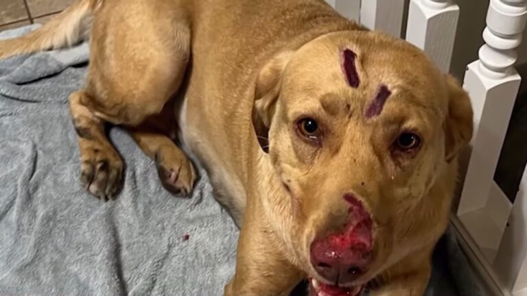 injured dog