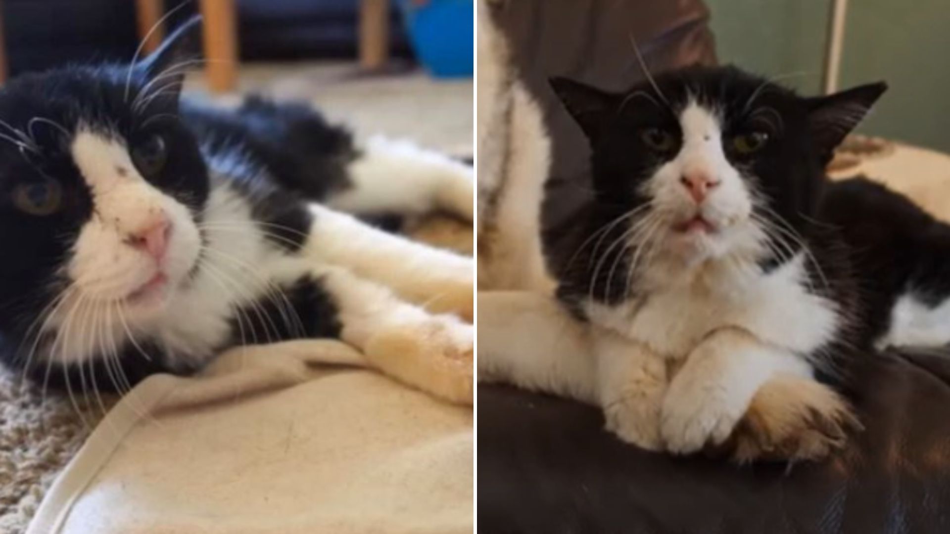 senior cat