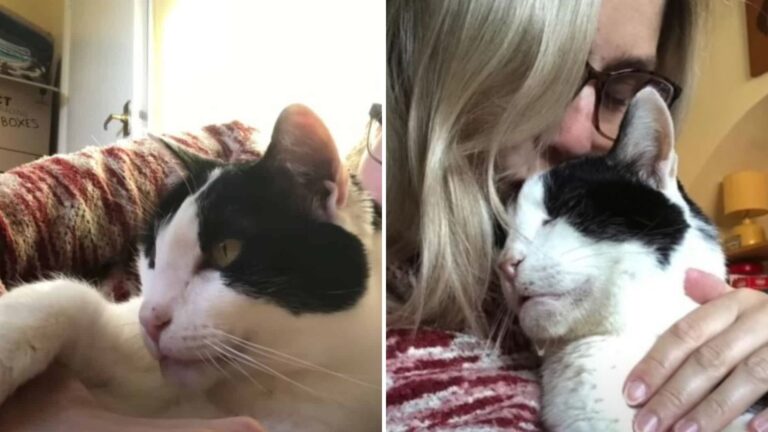 Vermont Senior Cat Finds Comfort And Joy In His New Loving Home